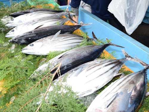 美味しい食べ物も豊富な町です(特にカツオが最高!)