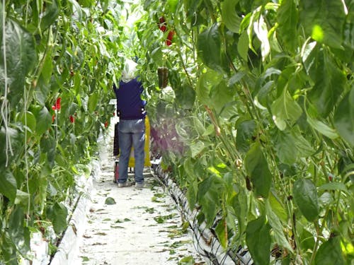 事前に相談いただければ農業体験も可能です（時期によっては対応できない場合あり）