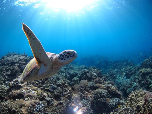 沖永良部島にはウミガメが多く生息しており、運が良ければ一緒に泳ぐことも