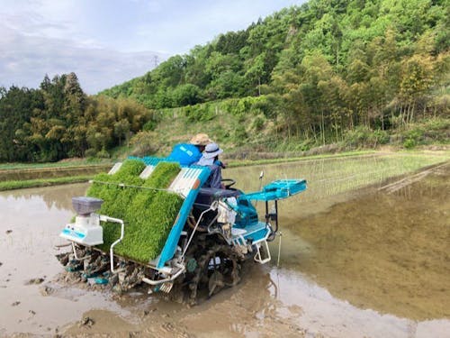 福井県に住む親戚を手伝い田植え