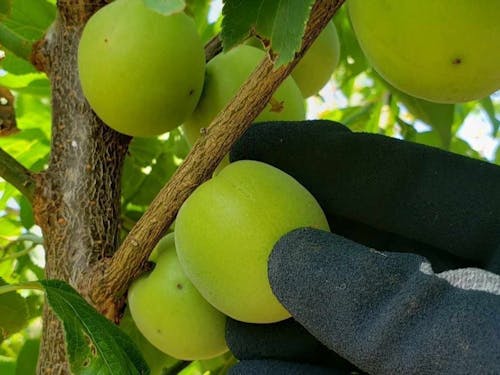 一つ一つ、手でもいで収穫します