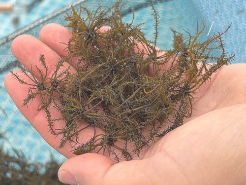 実証実験で収穫したマツモ