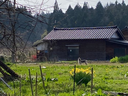 春らしい珠洲の様子