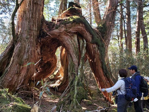 根下がりヒノキ(白髪山)