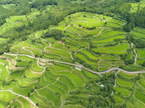 土佐・本山の棚田群