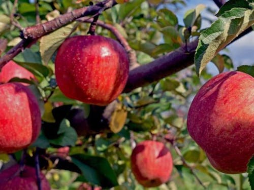 平川市のりんごは質が高く評判が良い!