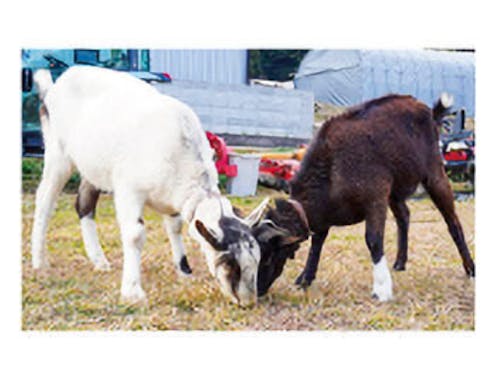 敷地内や空き地の草むしりは2頭のヤギが担当。町内でも話題に