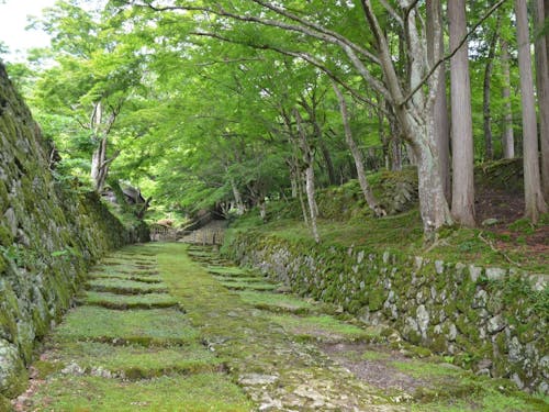 百済寺参道。どの季節もそれぞれ美しいです。