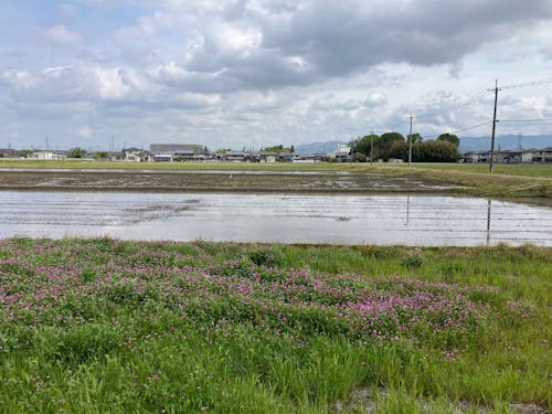 春になると水田に水が入り、レンゲも咲くそう。