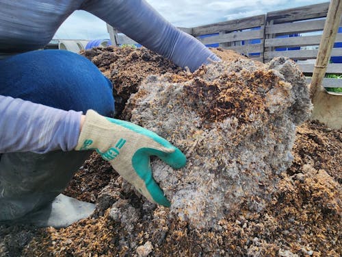 微生物の分解力が強いと60℃近くになることも!白いかたまりはその証拠だとか。