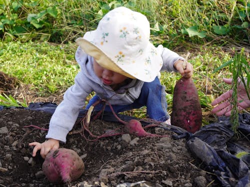近所の畑でさつまいもを掘らせてもらいました。