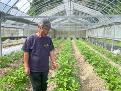 ハウスでトマトも育てています🍅
