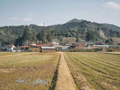 明木の田園風景
