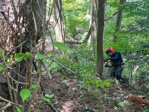 伐採する木を慎重に選び作業へ！！