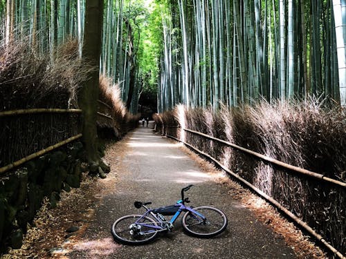 出勤前には、存分に京都の自然を感じてリフレッシュできます。