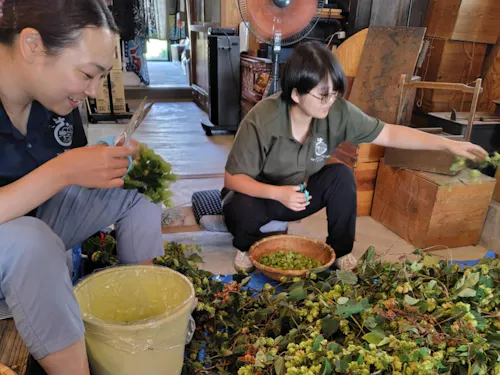 ホップの収穫作業は古民家カネシチ＋（プラス）で和気あいあい♥