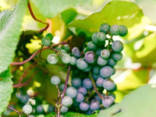 山ぶどうの収穫やワインの蒸留🍷