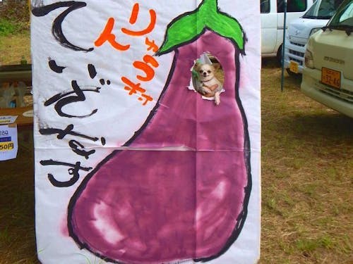 巨大ナス「ていざなす」が特産