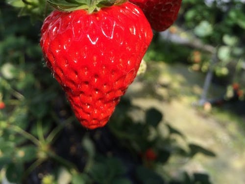 農園で作ったいちご