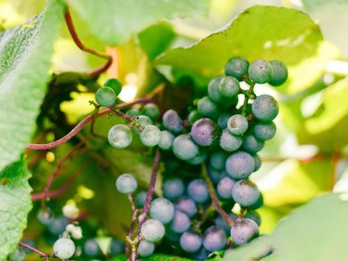 お試し就業で地域での仕事のイメージも(山ぶどう栽培)