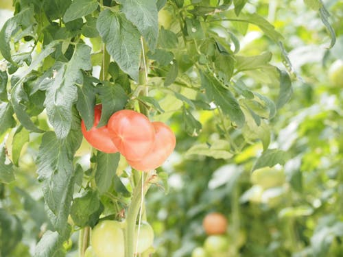 萩アグリが最新鋭の設備で栽培する美味しいトマト