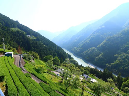 中井侍の茶畑風景