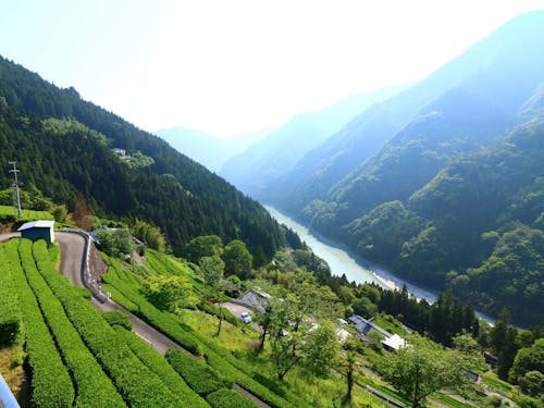 中井侍の茶畑風景