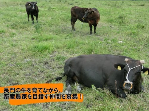 ④長門和牛振興事業