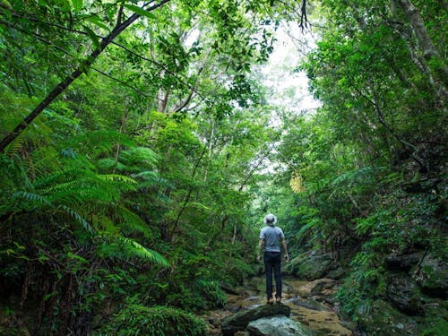 世界自然遺産に登録された雄大な森