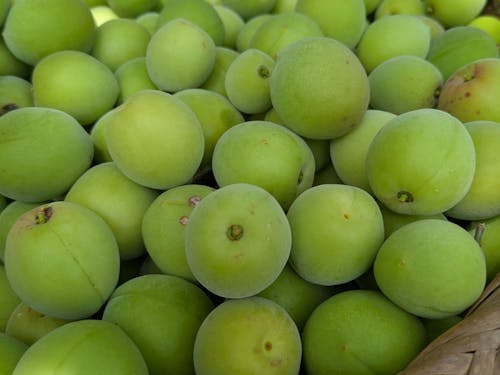 南高梅を収穫しました♪