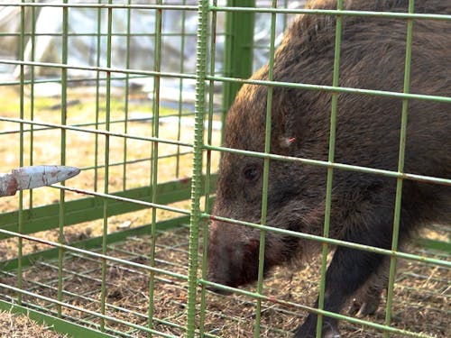 箱罠の設置や安全な止め差し方法