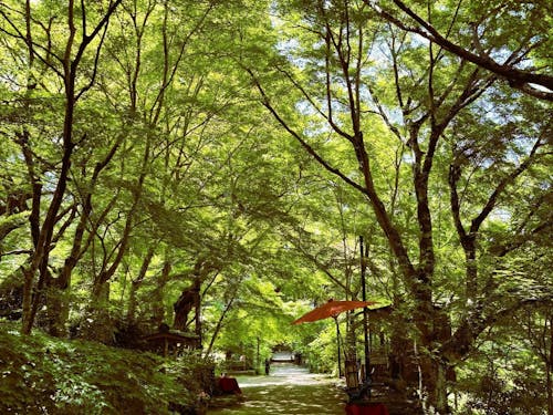 山門から本堂につづく参道