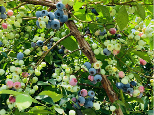 小川の果物(ブルーベリー)