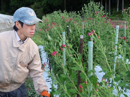 移住して菊を育てる野村さん