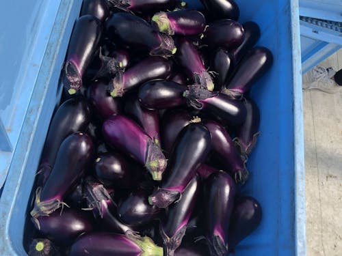 安田町は農業が盛ん。マルチワークでたくさんの農家さんとも繋がれます。