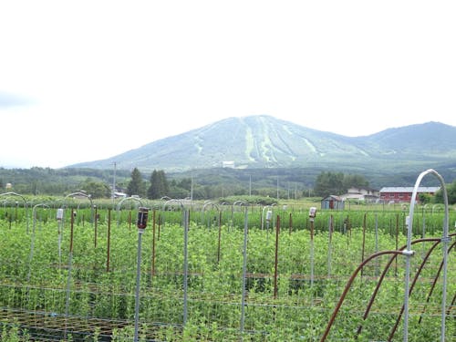 八幡平市：りんどう畑から安比高原スキー場を望む