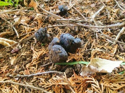 枯れ葉の上に残されたいのししの糞