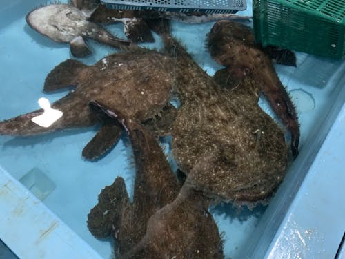 刺網漁で漁獲された「アンコウ」