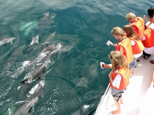 イルカウォッチングなど海のエンターテインメントも盛ん