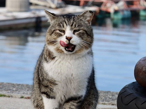 猫が多く暮らしている猫島