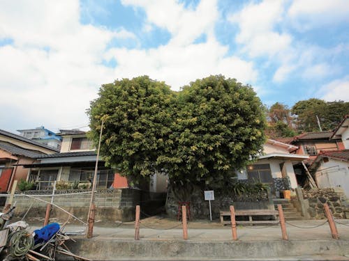 湯島ハートのアコウの木