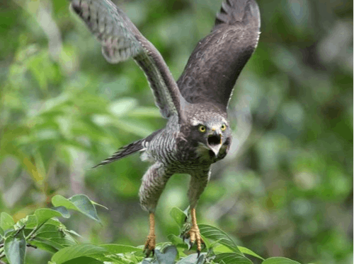 冬の訪れを告げるサシバの鳴き声