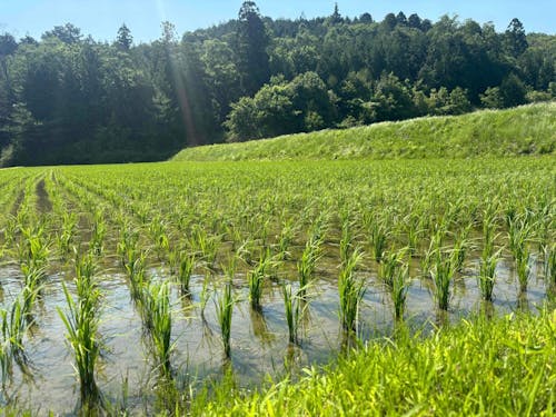 近くには東寺の棚田が広がっています