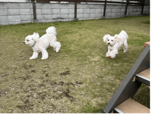 お庭を駆け回る犬