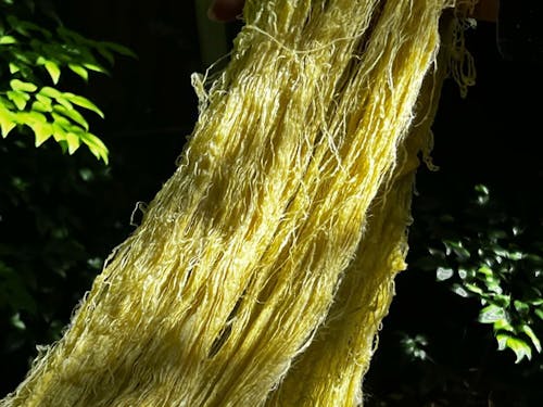 染色のイメージ