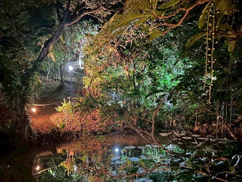 石垣島の自然(夜)