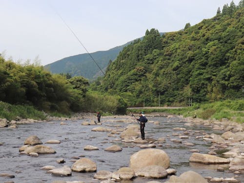 清流安田川では、鮎釣りが楽しめます