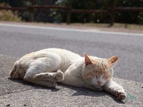 のんびり、ゆったり。 猫たちとの時間が流れる、心癒される猫の島です。