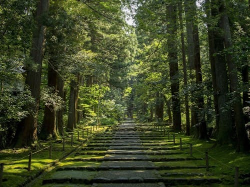 山のまち・勝山の平泉寺白山神社。西垣さんが経営する古民家カフェはすぐ隣。