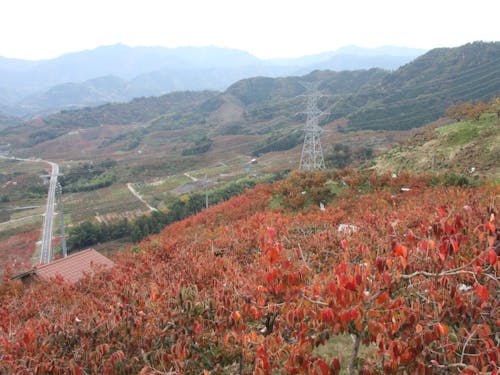 紅葉する柿の木🍁
